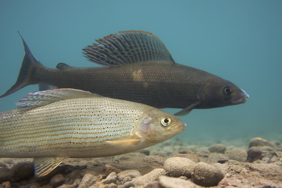 Europäische Äsche (Thymallus thymallus) 