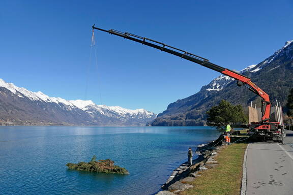 Bönigen am Brienzersee: Neue Laich- und Futterplätze für Flussbarsche.

