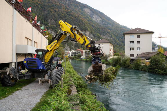Platzierung der Faschinen am Flussufer der kleinen Aare