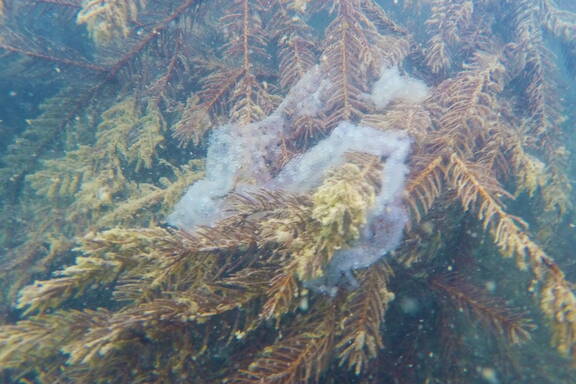 Zoom: Laichband (auch Laichschnur oder Laichstreifen) an einer bei Brienz versenkten Tanne.