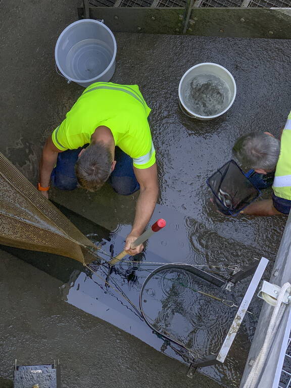 Aufstiegskontrollen im Fischzählbecken 