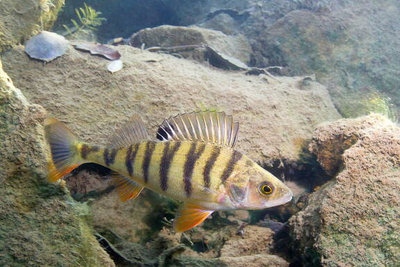 Egli (Perca fluviatilis)

