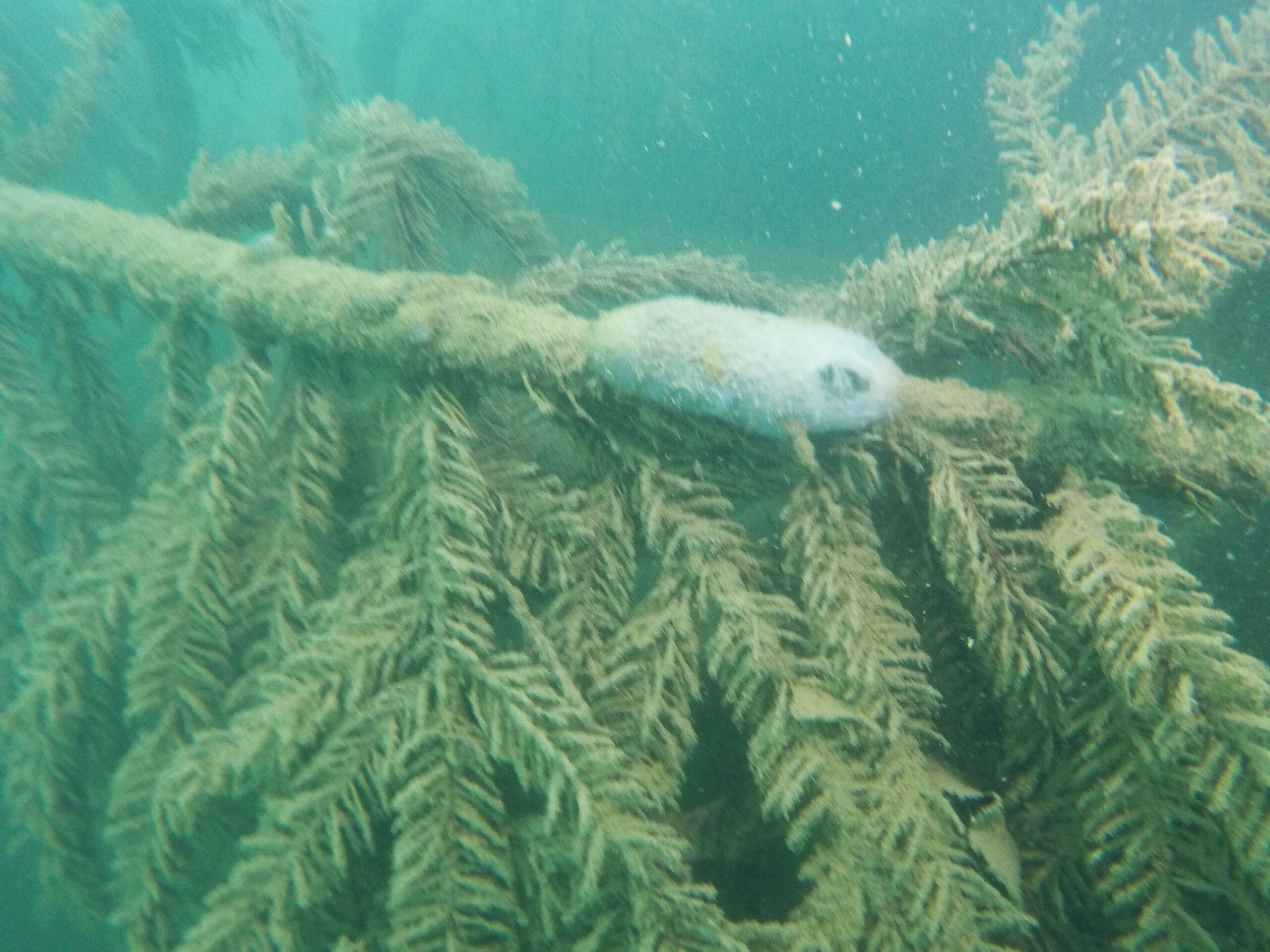 Zoom: Die erwachsenen Tiere laichen zwischen März und Juni in Form von Laich-Schläuchen ab.